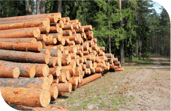 Wood & Lumber